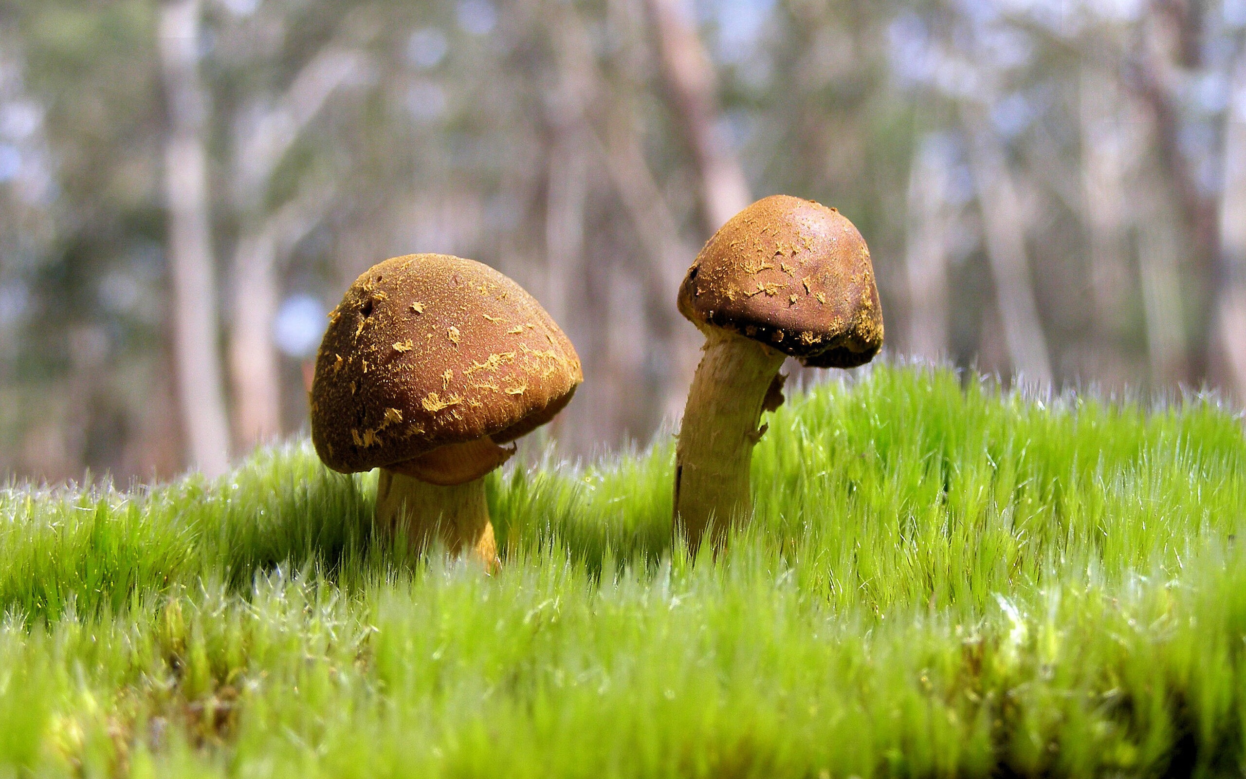 开云体育官网-星芒破盾，当李刚仁的魔术撕裂了瑞士钟表匠的精密齿轮