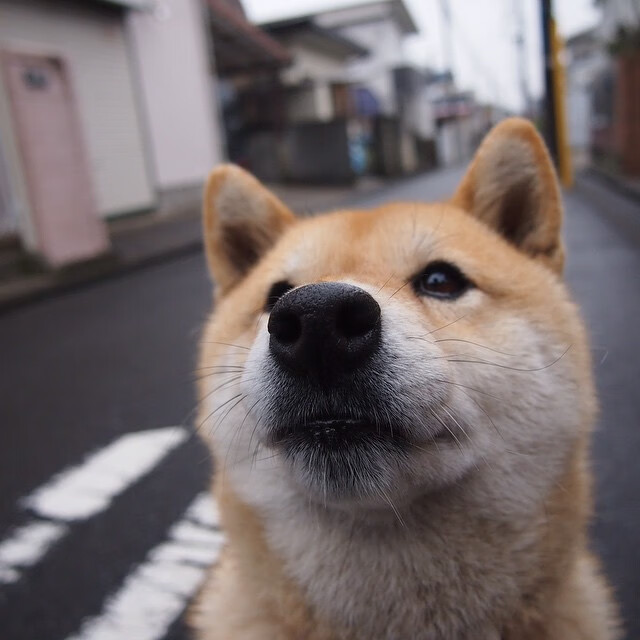 开云体育-末节惊雷！福克斯化身关键先生，爵士一波流带走森林狼