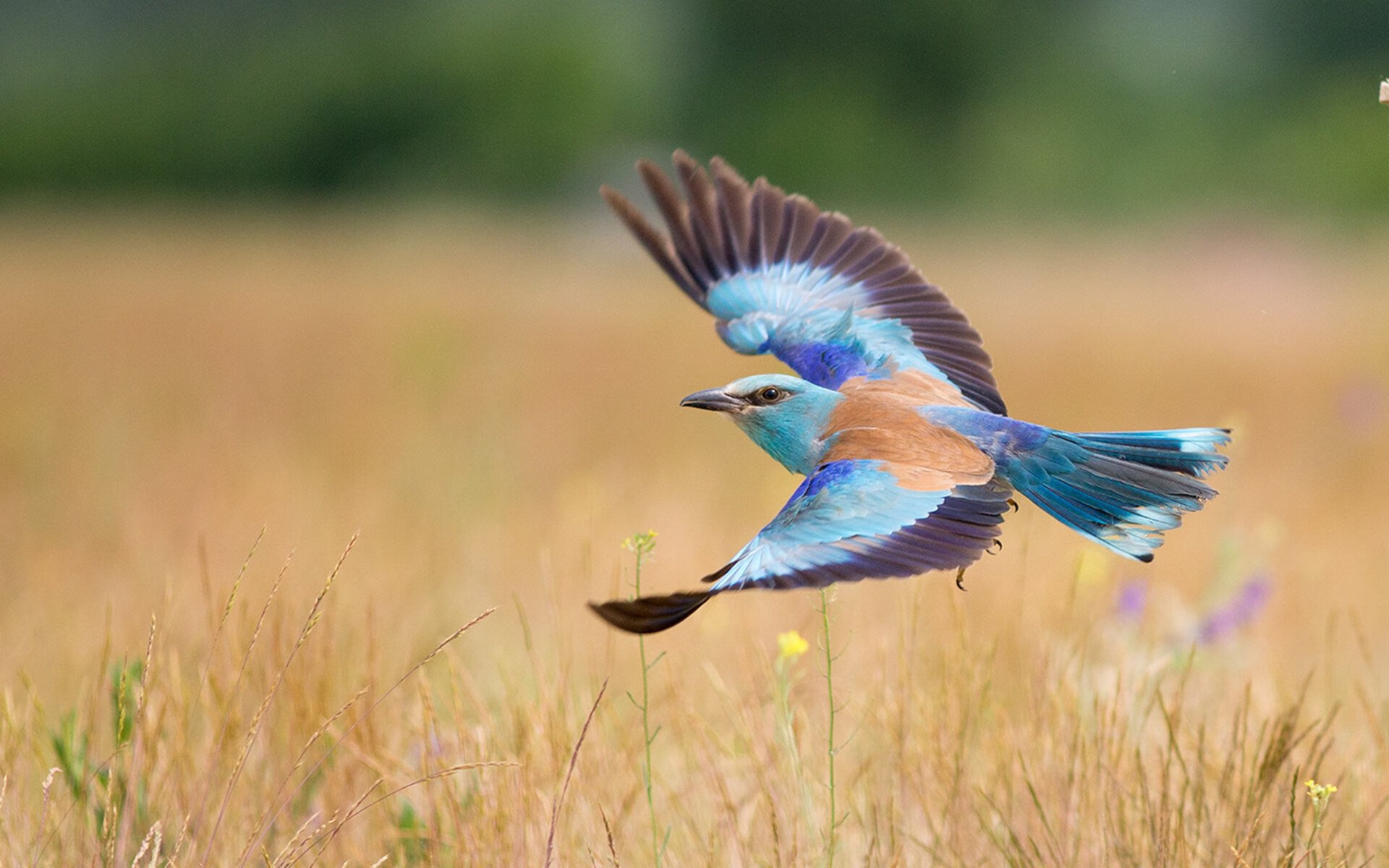 凯尔特人战术体系完美压制老鹰，布克化身关键先生锁定胜局