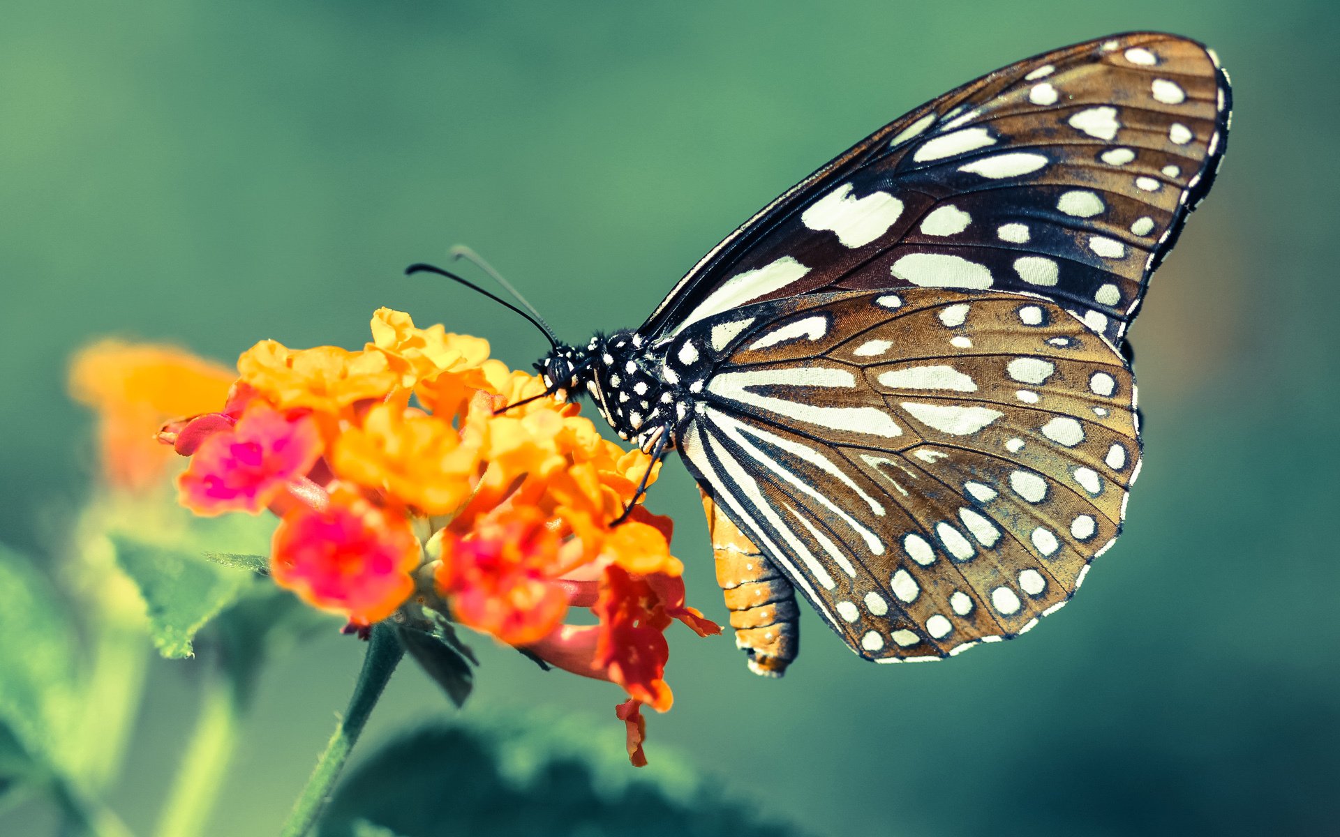 开云下载-银色疆场，本者为王，本泽马只手导演意甲焦点战