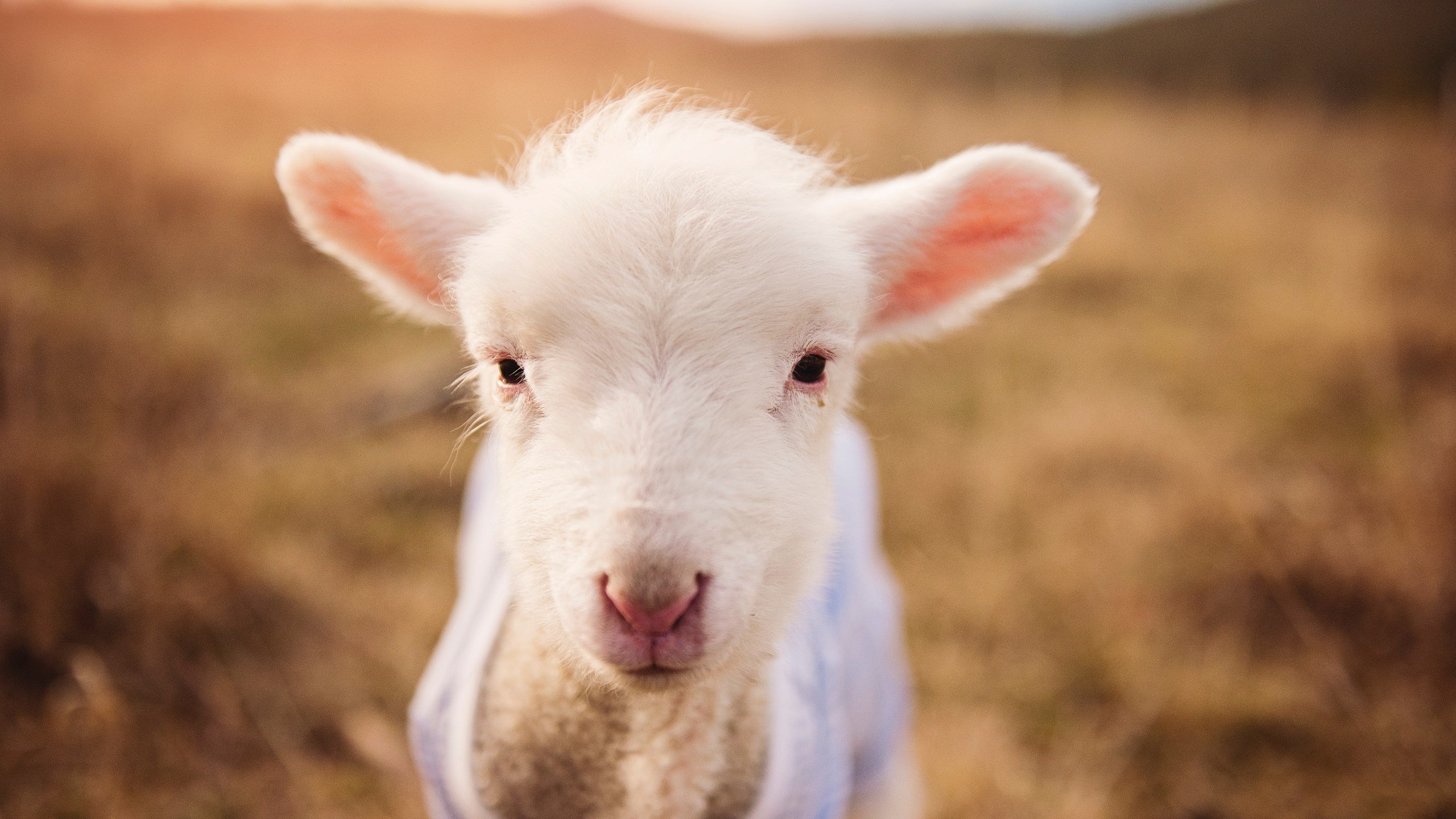 绿茵场上的孤胆英雄，阿圭罗一锤定音，几内亚逆转牙买加
