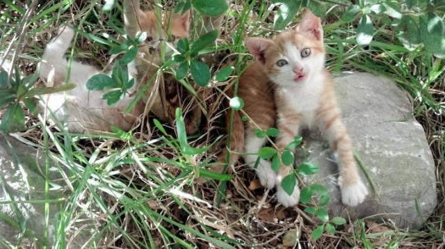 冰与火的淬炼,劳塔罗一剑封喉背后,摩纳哥的秘鲁锻造厂如何悄然重塑美洲足坛格局?