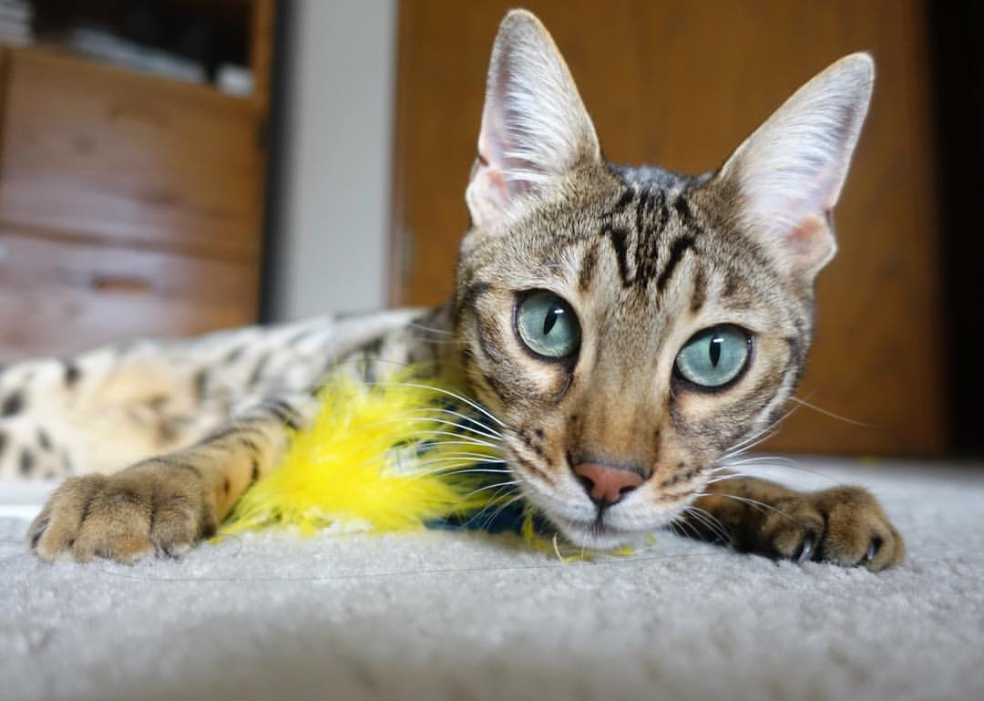 当埃及之光照亮欧冠战场，多特蒙德与尤文的边路启示录