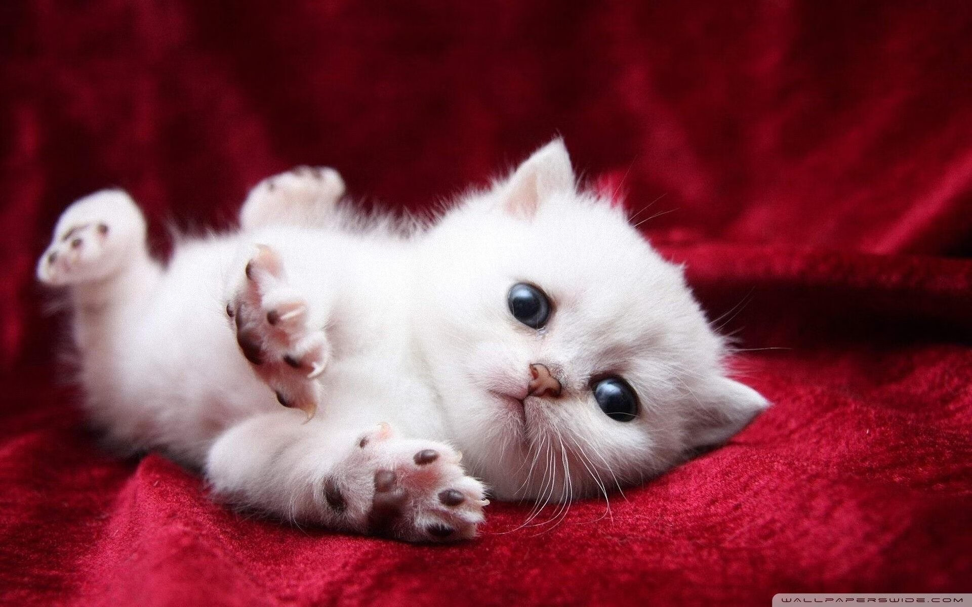 升空！火箭横扫辽宁，哈登狂暴输出全程高能