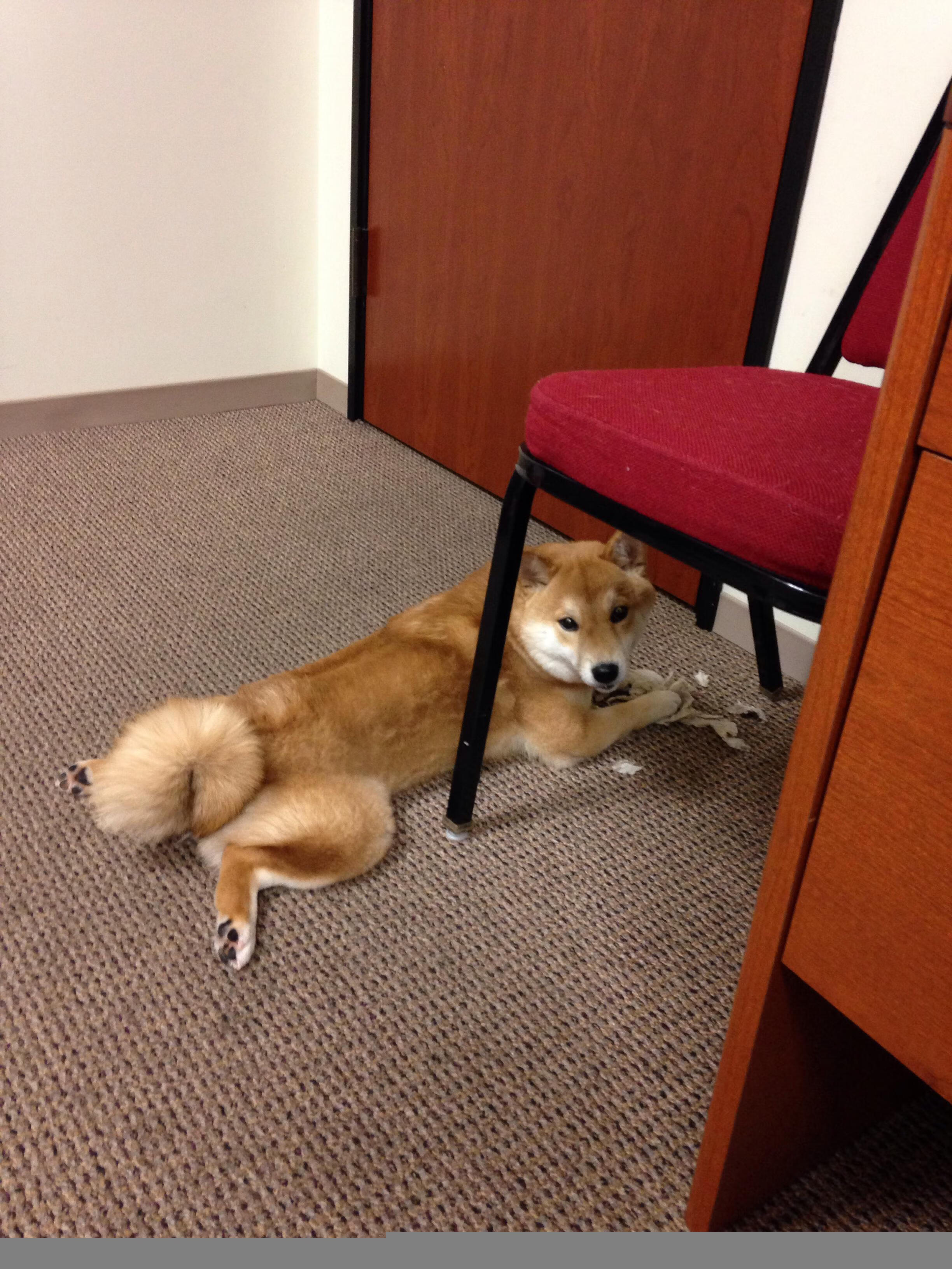 开云体育在线-跨界巅峰对决，凯尔特人在NBA总决赛焦点战中轻取吉林队