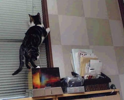 浓眉评分拉满背后，黄蜂淘汰赛为何能蛰伤浙江猛虎？