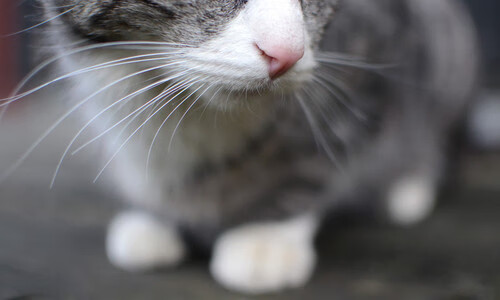 开云体育平台APP-力克辽宁铸新章，詹姆斯全场统治展巨星锋芒