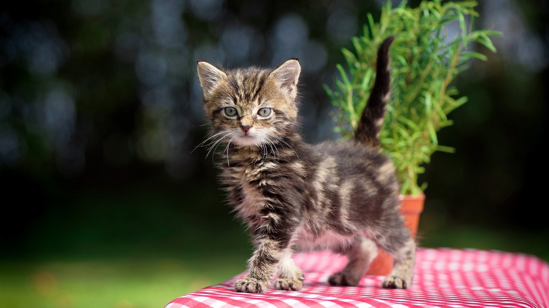 开云体育APP下载-北欧雪崩冲垮亚平宁堡垒，当芬兰铁骑撞上库尔图瓦的叹息之墙