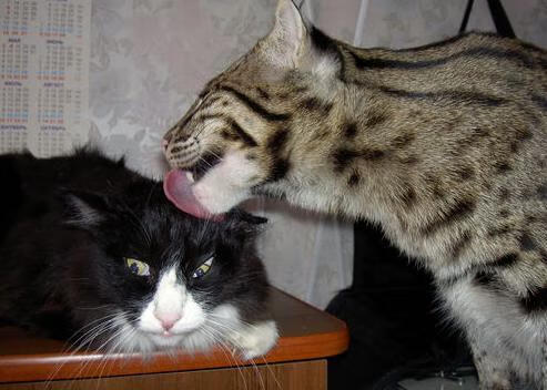 开云体育下载-范戴克一锤定音，橙衣军团终结中国足球世界杯之梦