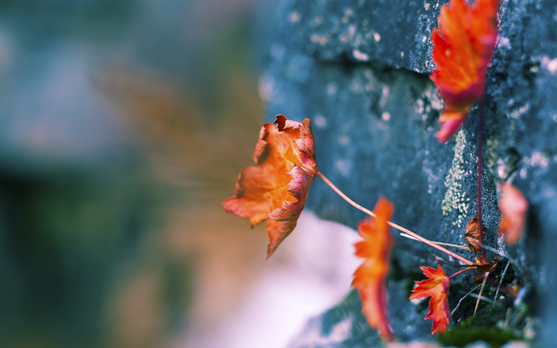 塔图姆关键先生显神威,骑士硬仗险胜广东队,跨联盟对决演绎篮球盛宴