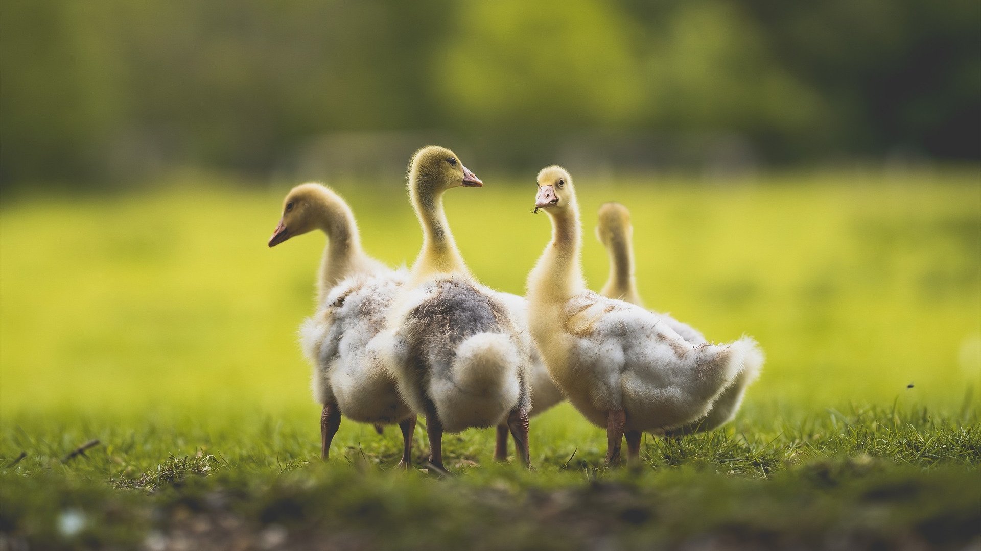 开云体育下载-断剑重铸之日，G6汤归来之时