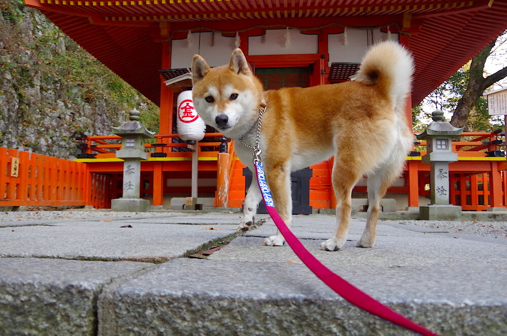开云体育平台APP-赛道惊雷，球场炸雷，竞技之夜的双重灵魂交响