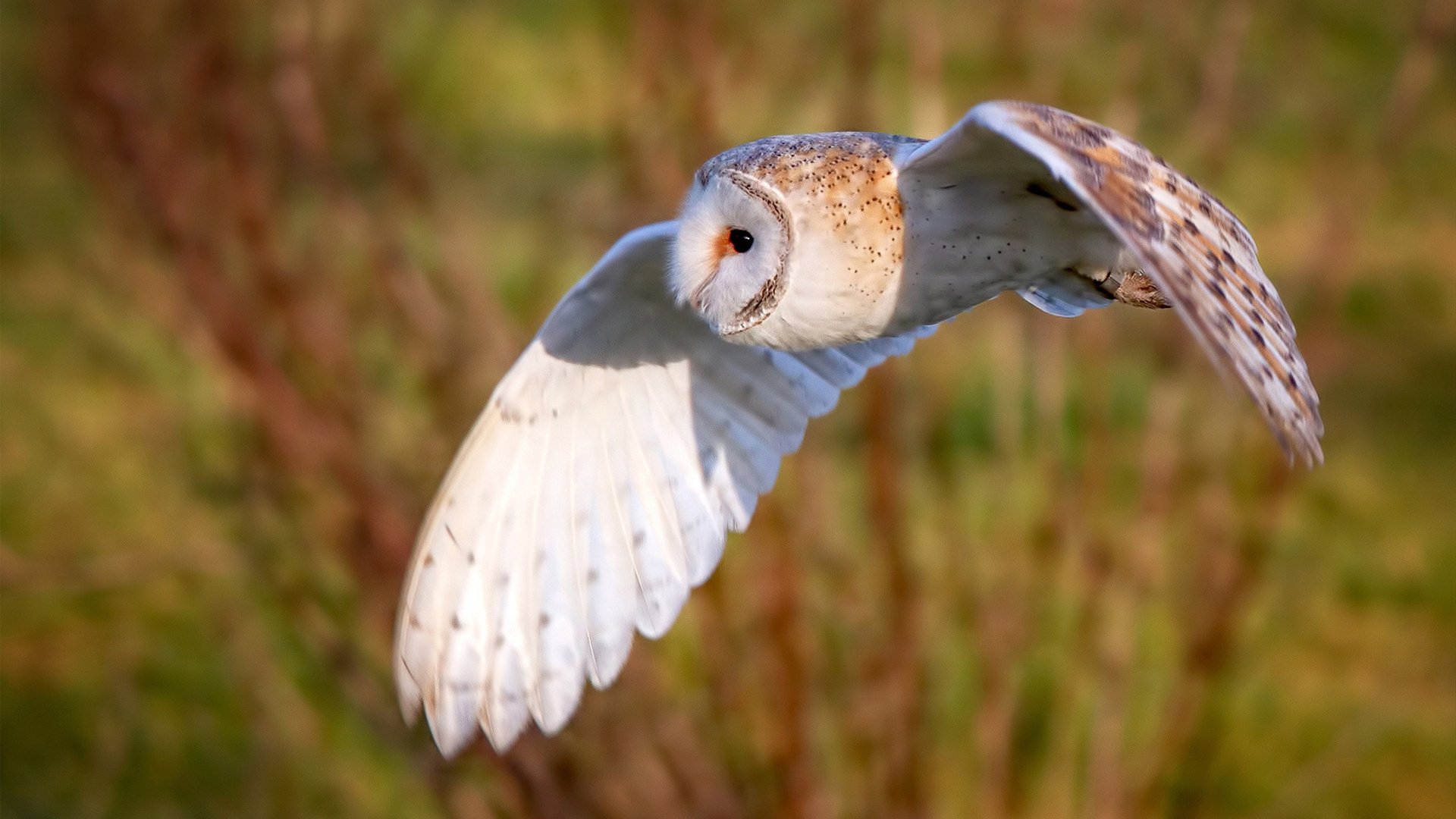暗夜撕裂者，罗德里戈于城市峡谷中加冕巨星