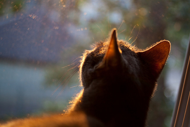 迪亚斯惊艳两球！马赛闪电战降服床单军团