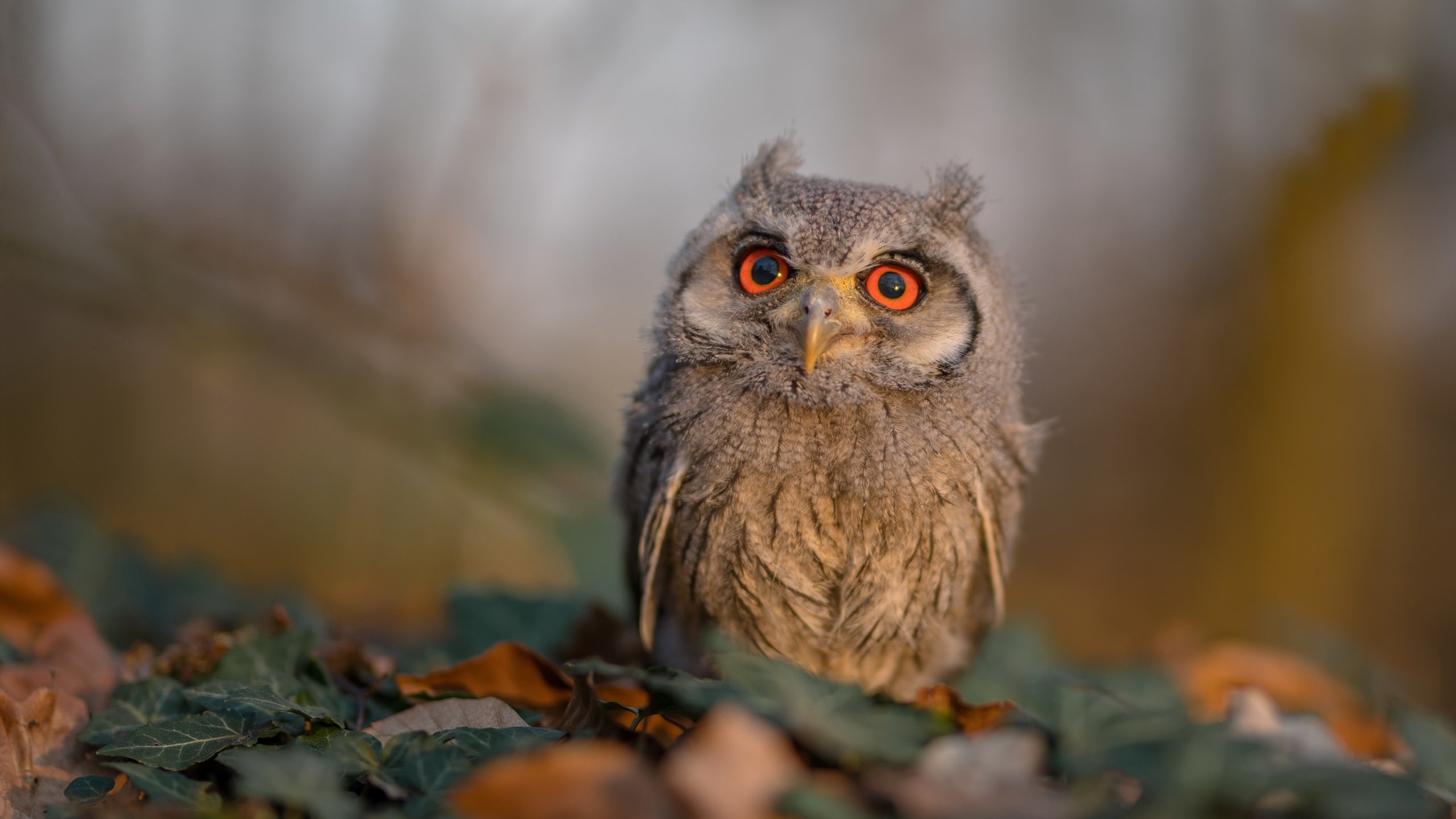 深圳与国王的超时空对话,当字母哥扛起一支城市的脊梁