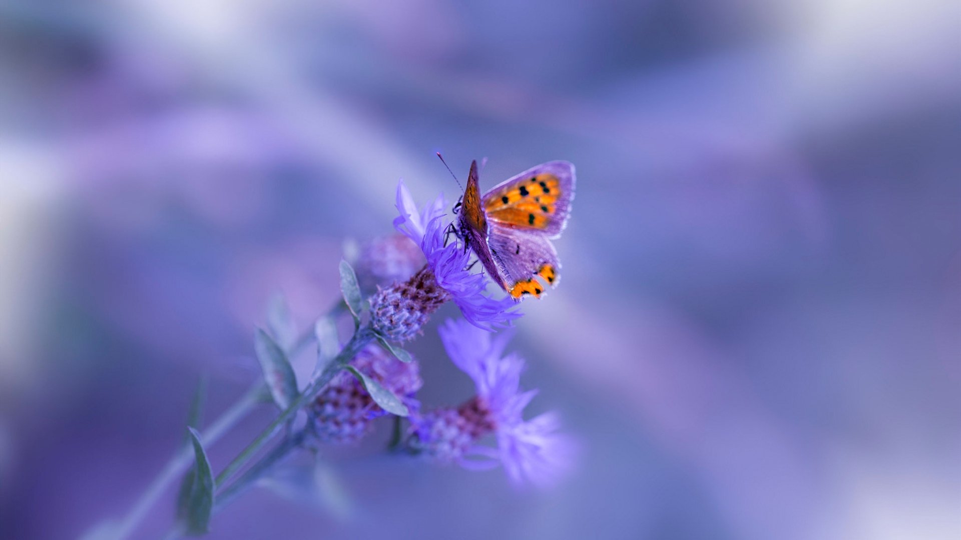 塔图姆式爆发,雷霆万钧击溃广厦,以胜利为进阶铺路